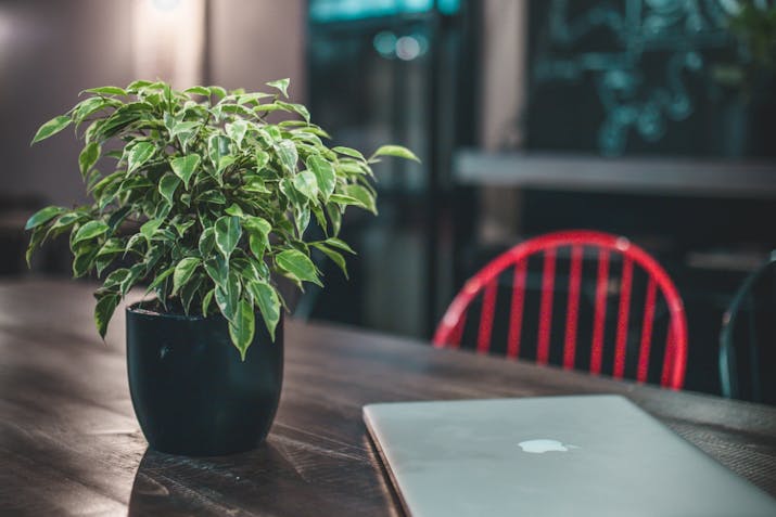 How To Unlock Your Macbook Air Bypassing Passwords 2 Potted plant beside a closed MacBook on a wooden table