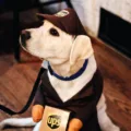 What Are the Benefits of UPS MyChoice? 9 ups