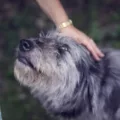 Does Anyone Sell Chewy Gift Cards? 4 dog
