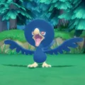 Where to Find and Catch Murkrow in BDSP? 11